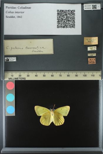 Media type: image;   Entomology 192033